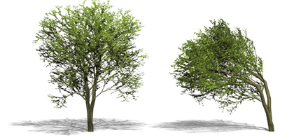 Image for project Computational Vegetation