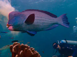 Humbhead Parrotfish at Sipadan, Malaysia