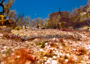 Flounder at Cozumel, Mexico