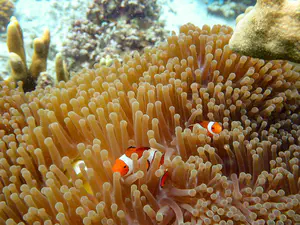 Nemo at Sipadan, Malaysia