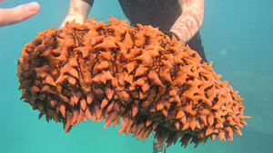 Sea Cucumber at Great Barrier Reef, Australia
