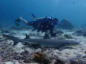 Shark at Sipadan, Malaysia