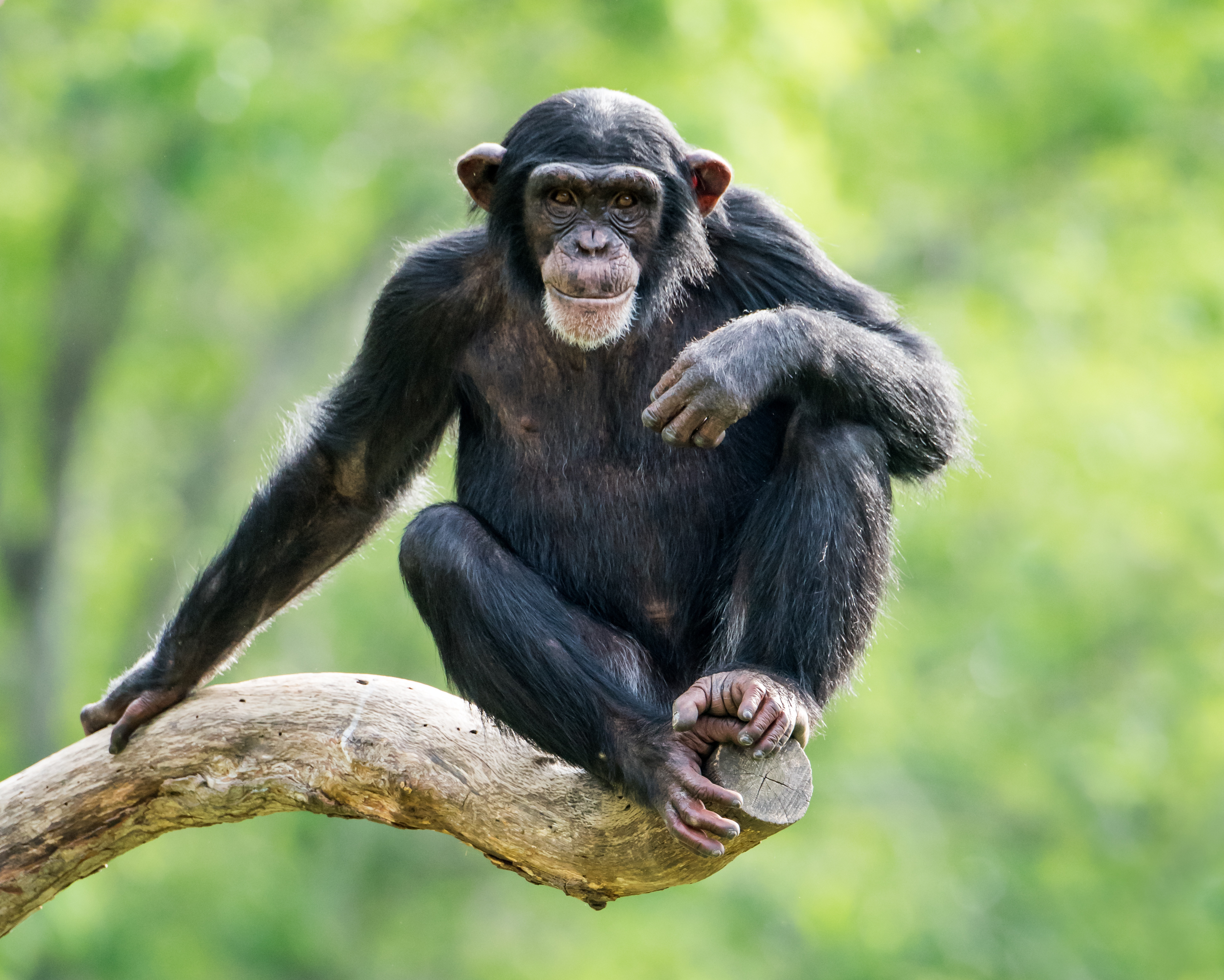 Chimpanzee sitting on a branch (Adobe Stock)