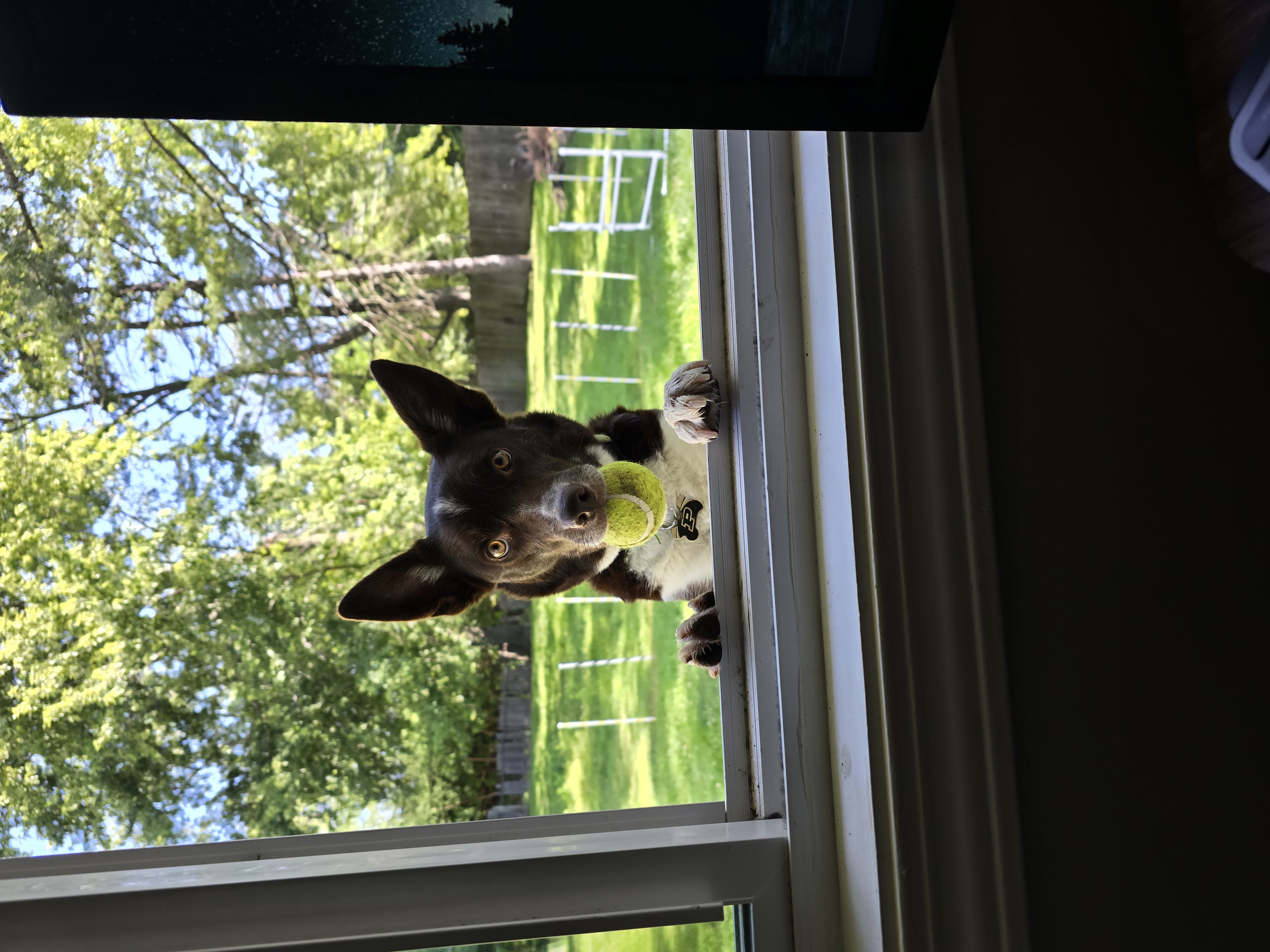 Rogue standing at an open window with her paws on the sill and a tennis ball in her mouth