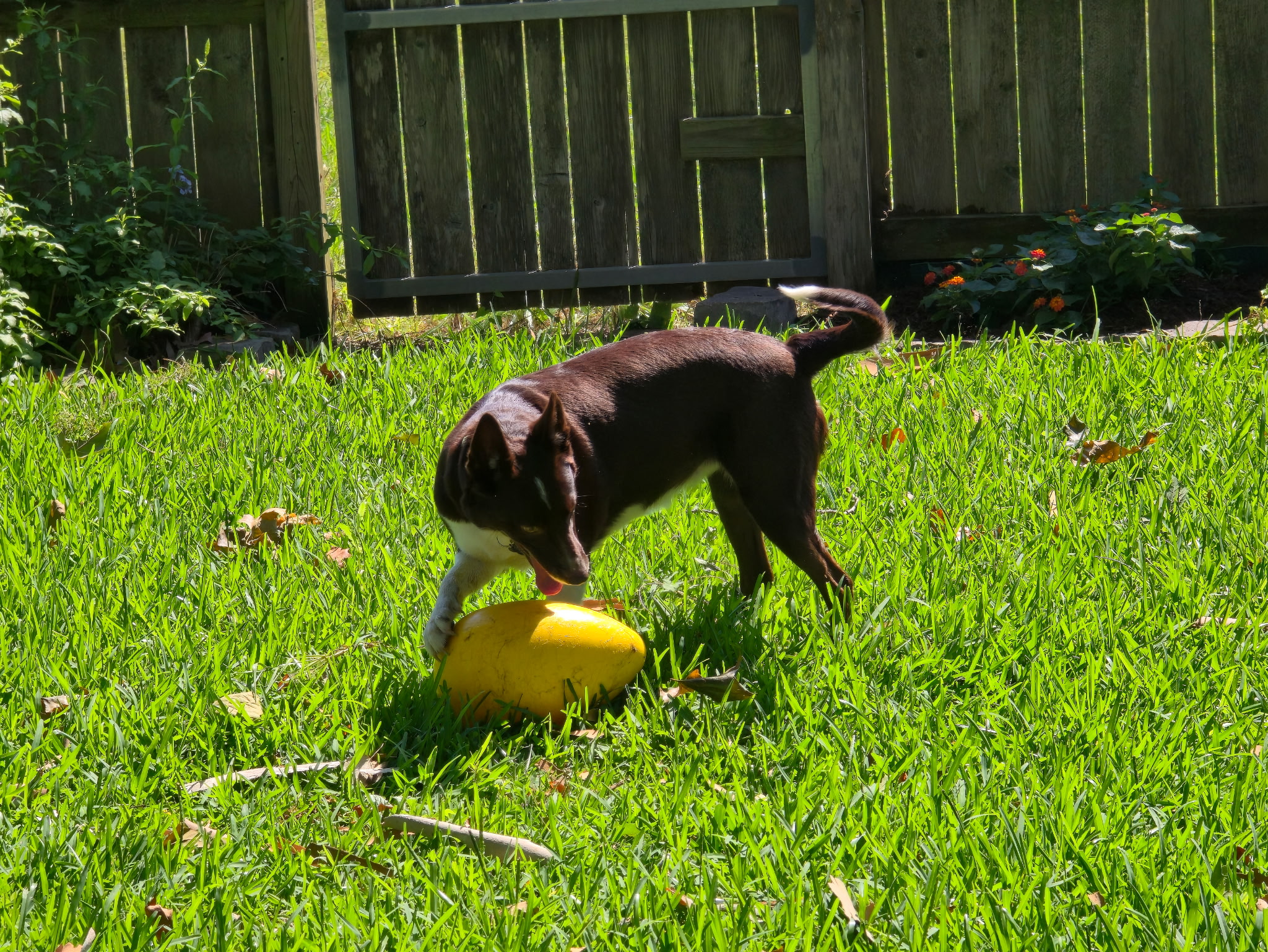 Rogue investigating and herding a large yellow egg-shaped toy in the grass