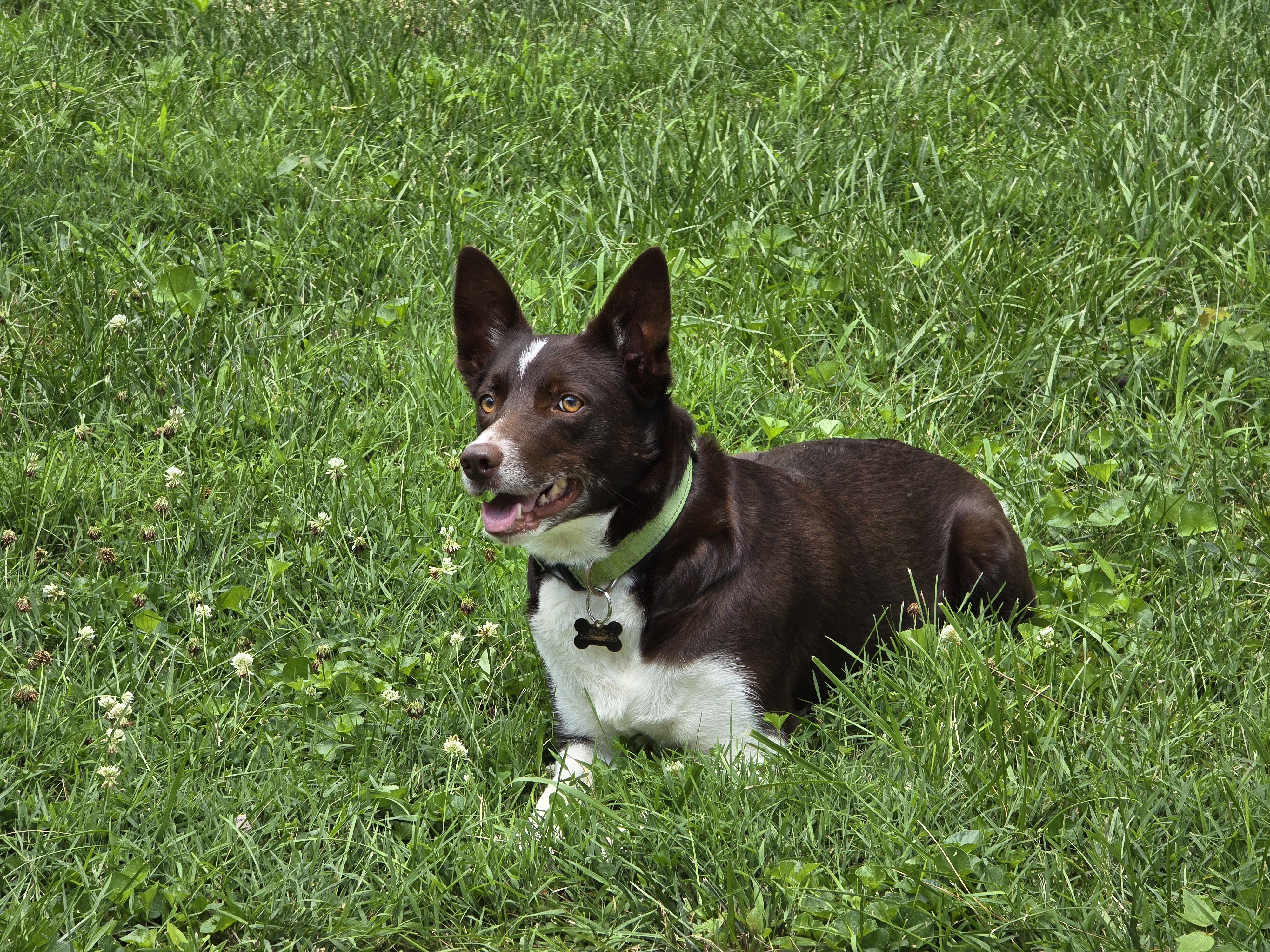 Rogue the border collie lying alert in the grass