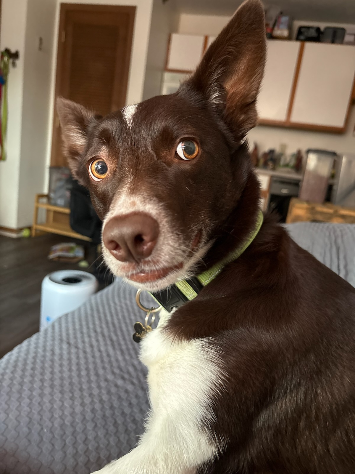 Rogue the border collie looking over her shoulder with one eyebrow raised