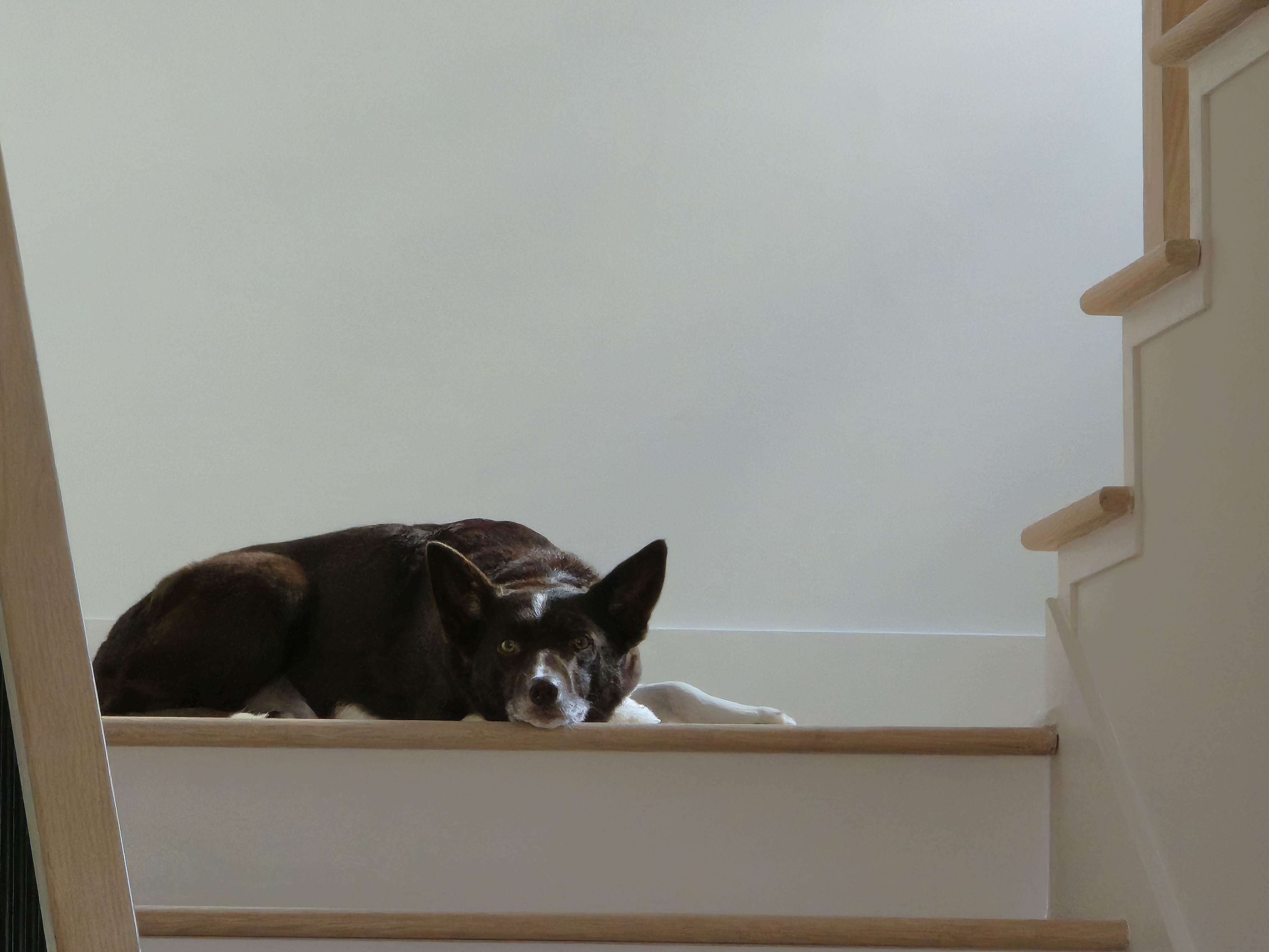 Rogue lying quietly on an upstairs landing and watching the household below