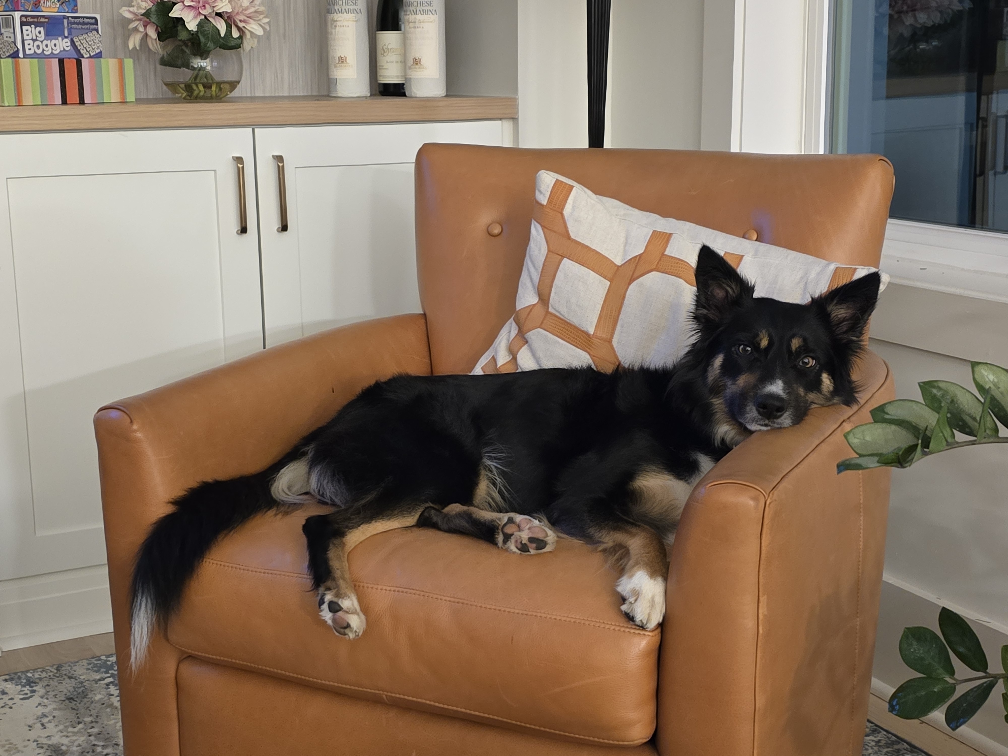 Kali the border collie lounging on a comfortable chair