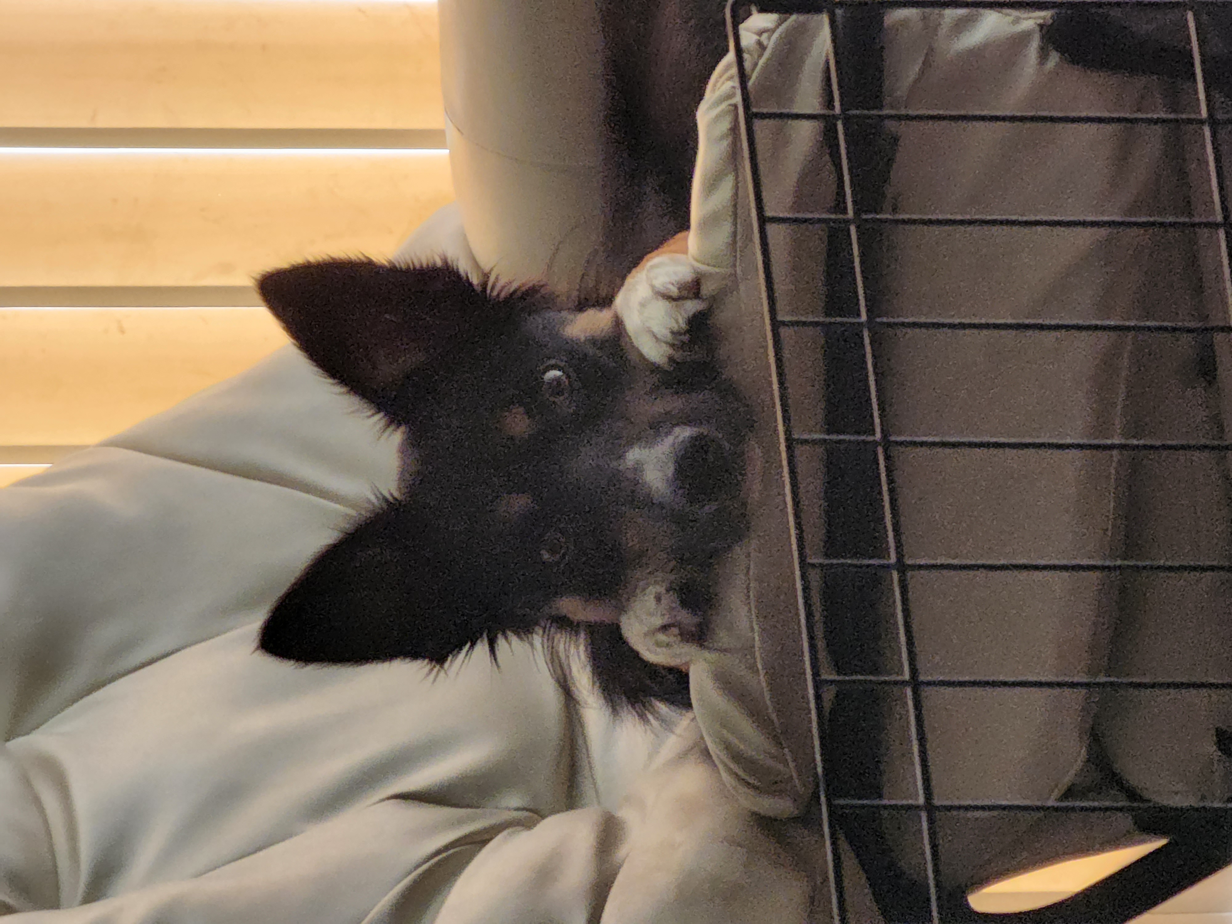Kali peeking over the arm of a chair with her head resting between her two front paws