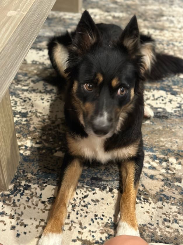 Kali lying on the ground and giving a pronounced side-eye toward the edge of the photo
