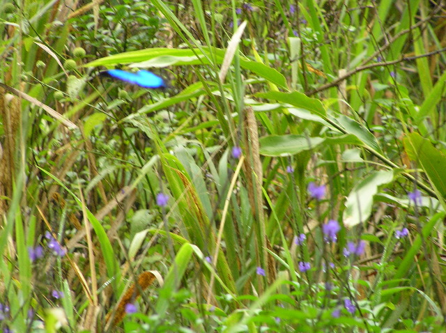 P7040017.JPG