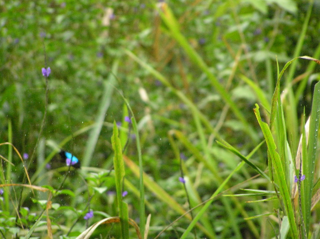 P7040020.JPG
