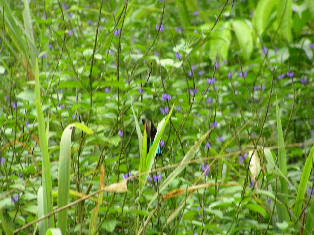P7040021.JPG