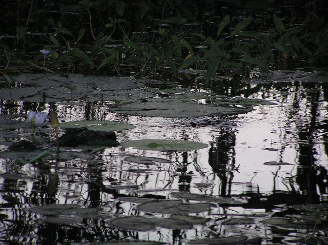 P7150152.JPG