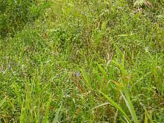 DSC00005.JPG