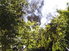 P7050042.JPG