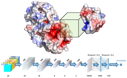 DOVE, created by Purdue researchers, captures structural and energetic features of the interface of a protein docking model with a 3D box and judges if the model is more likely to be correct or incorrect using 3D convolutional neural network.