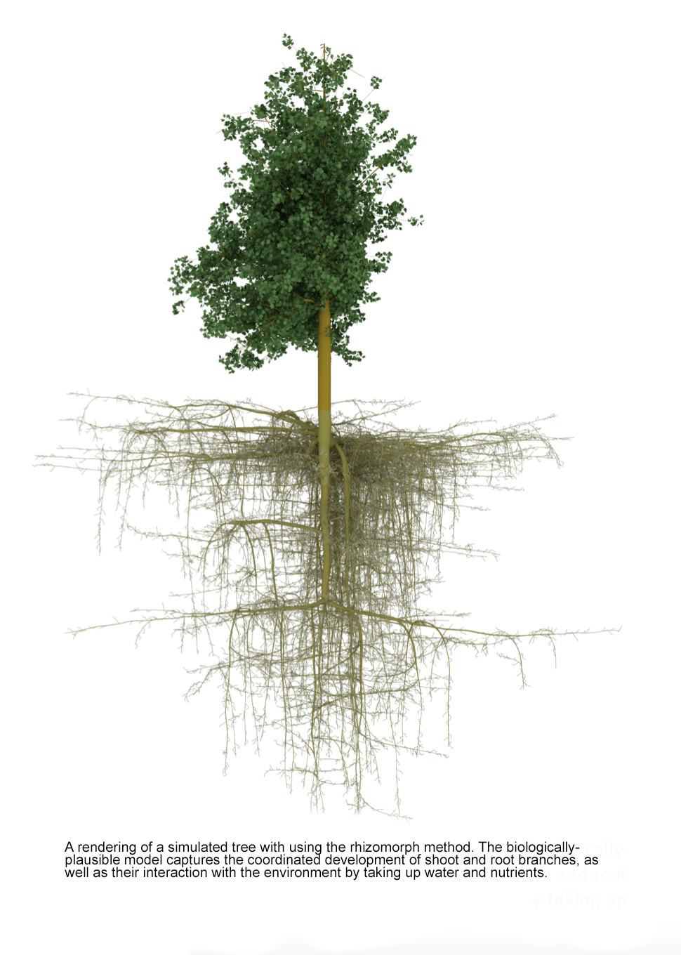 A rendering of a simulated tree with using the rhizomorph method. The biologically- plausible model captures the coordinated development of shoot and root branches, as well as their interaction with the environment by taking up water and nutrients.