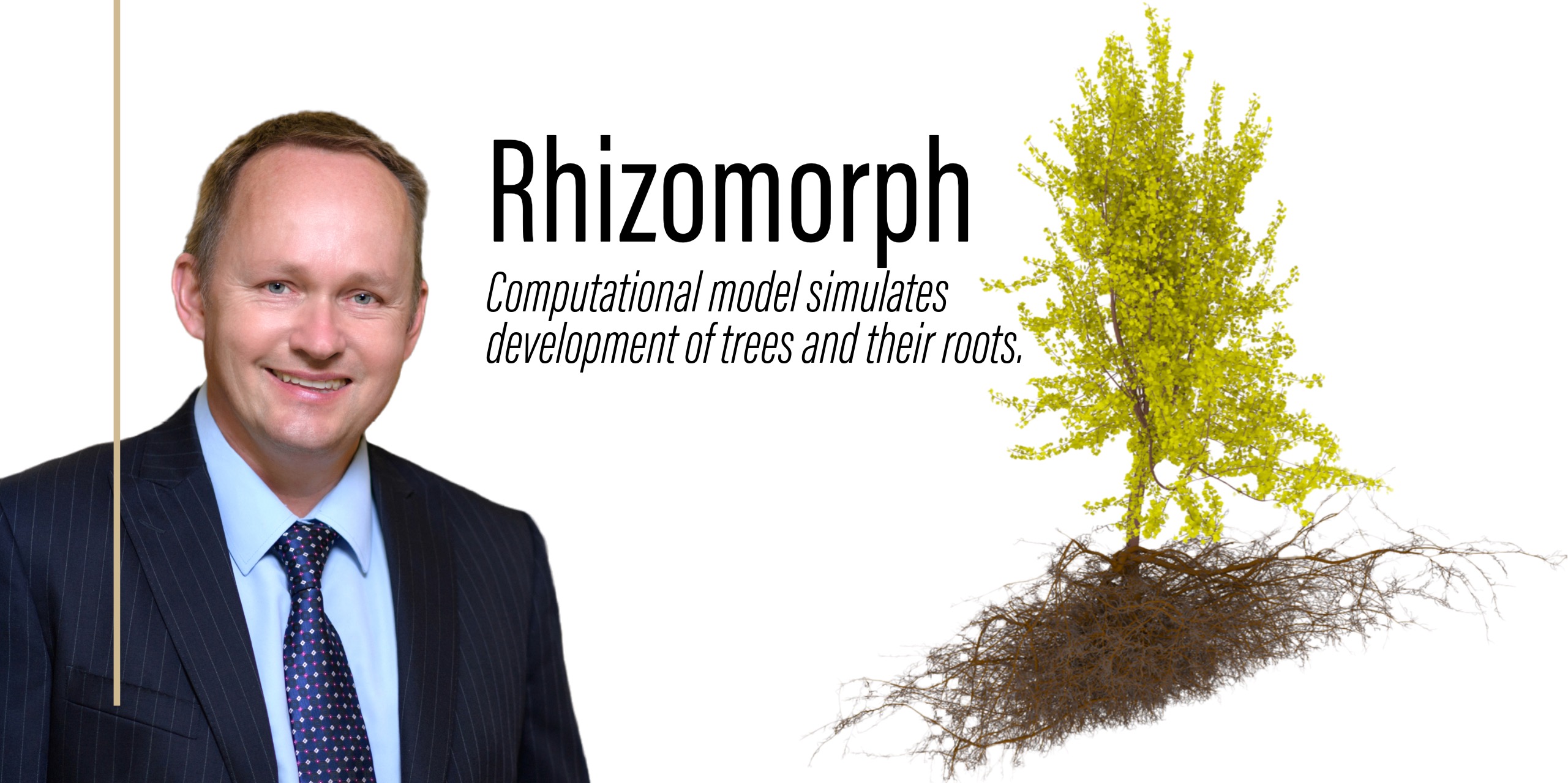 The rhizomorph model simulates the coordinated development of shoots (upper tree canopy) and roots.