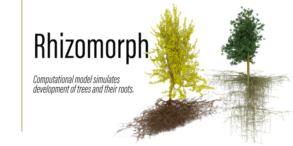 The rhizomorph model simulates the coordinated development of shoots (upper tree canopy) and roots.